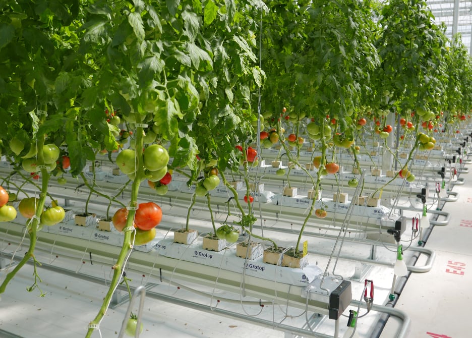 安定した収量を実現させる自動制御のハウスシステム